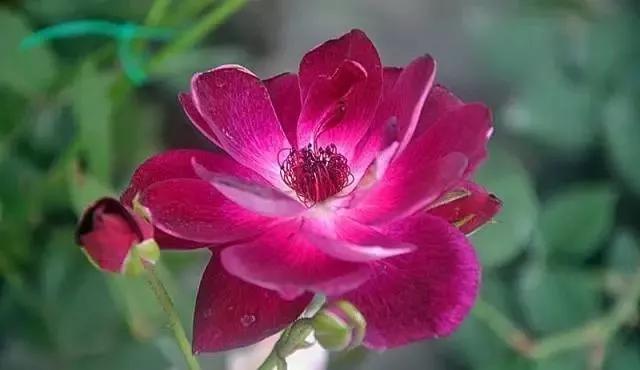 每天学习一点点花卉,100种常见玫瑰品种