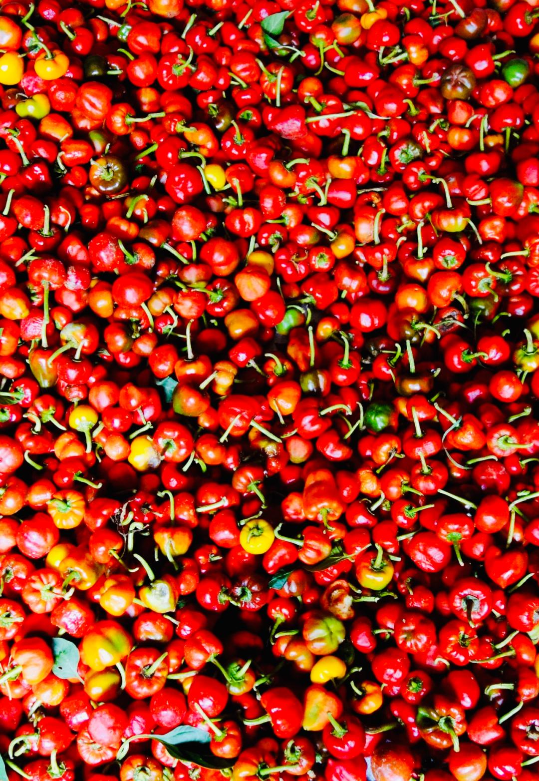 安徽发现的野韭菜,安徽发现野韭菜