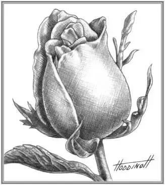 一幅素描玫瑰画如何加彩,玫瑰花束素描图片