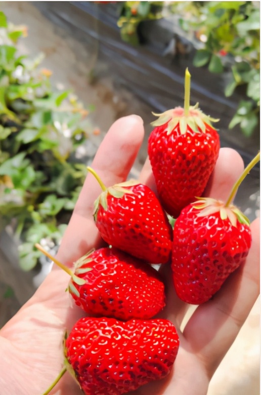 哪个草莓园的草莓便宜又好吃又大,上海新鲜草莓推荐
