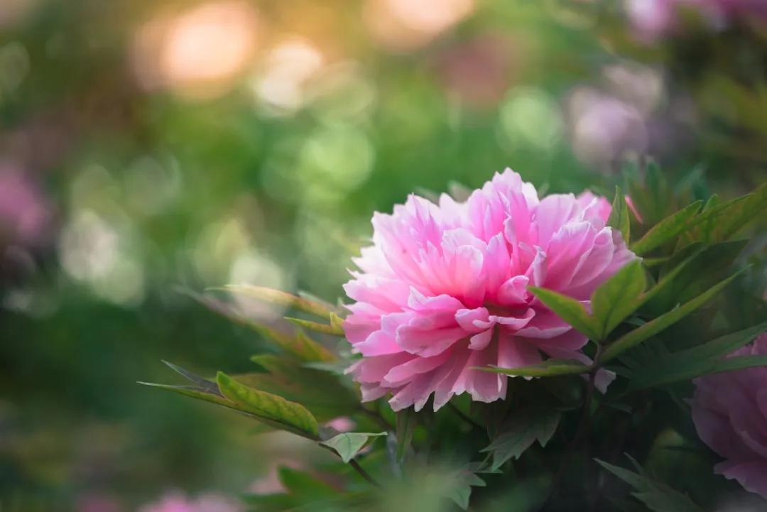 谷雨的知识俗语和传说,谷雨的来历和习俗幼儿园主题内容