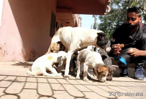 小狗狗被人类虐待求饶,流浪狗被虐待后还是相信人类