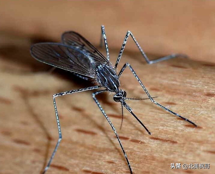 在加拿大最危险的五件事情,加拿大有什么危险动物或昆虫