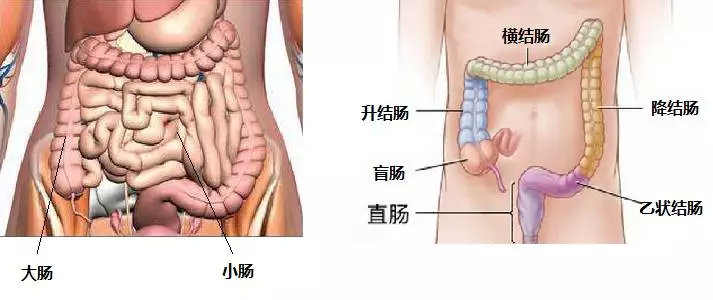 明星在用的益生菌,明星益生菌推荐