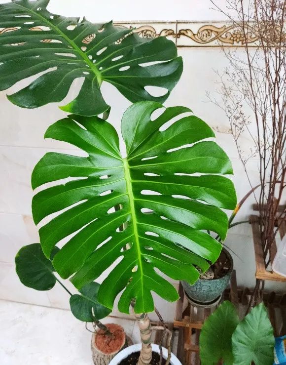 龟背竹叶子尖发黄是什么原因,龟背竹叶子发软发黄怎么办