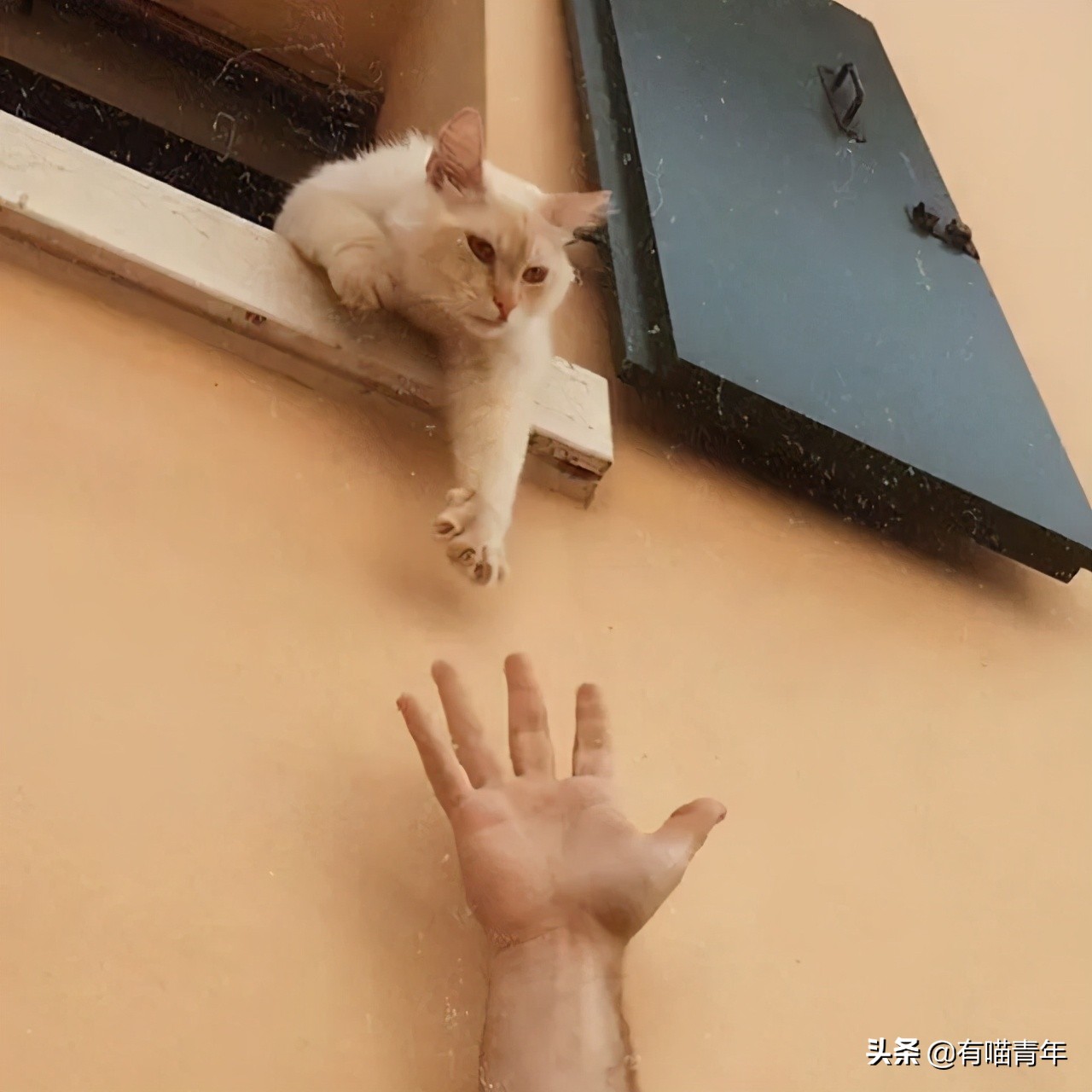 好不容易养大的猫被猪拱了,猫为什么喜欢被猪拱