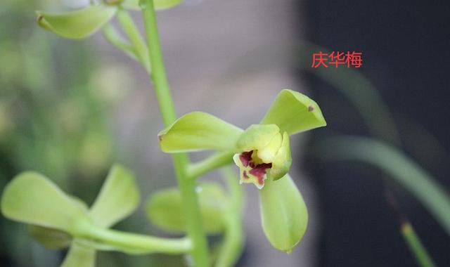 蕙兰新品图片欣赏大全,蕙兰新八种叶片欣赏