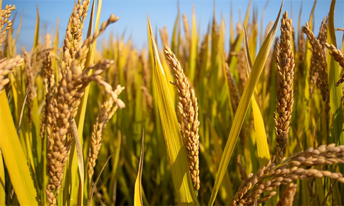 中国十大粮油加盟店品牌,粮油有哪些可以加盟的