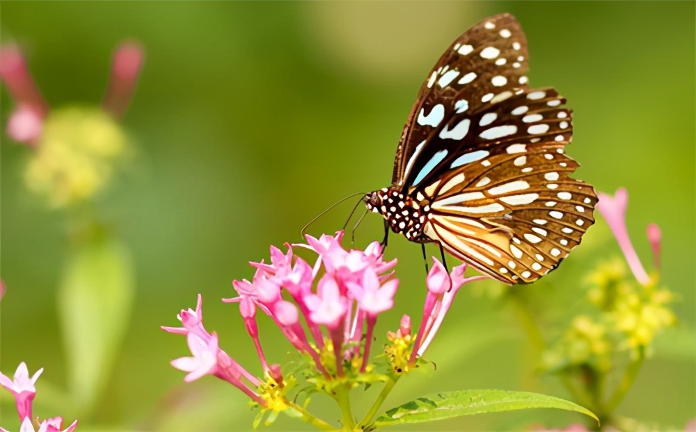 兔兔那么可爱为什么要吃它,兔兔这么可爱为什么要吃它