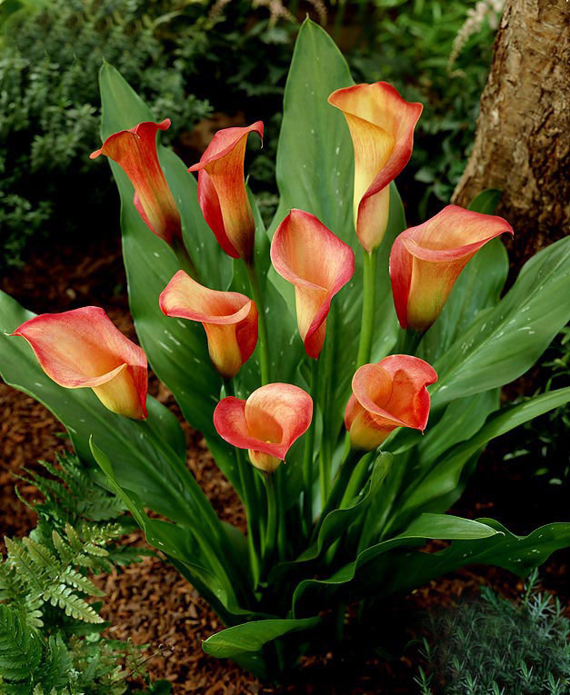 剪马蹄莲的方法,马蹄莲怎么剪枝好看图片