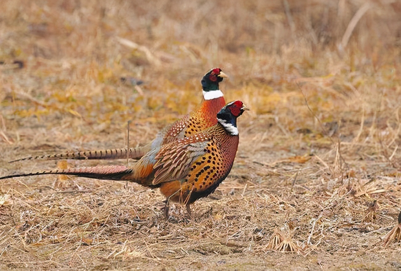 英国野鸡泛滥成灾吗,英国6000万只野鸡泛滥