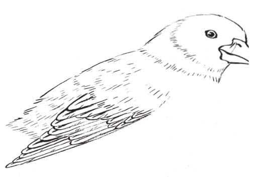 工笔画蜡嘴鸟的染色步骤,工笔画入门教程步骤图勾线