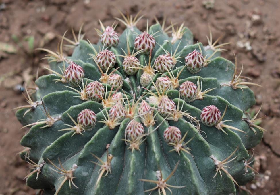 仙人球的刺会不会扎手,怎样防仙人球扎人