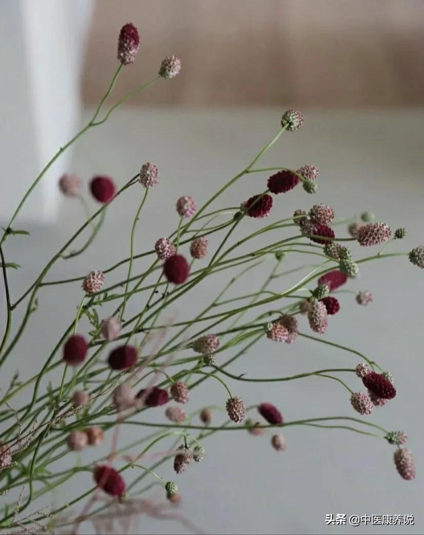 #药食同源篇#第七十七课“止血灵”地榆