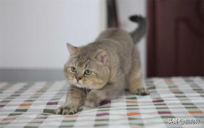 猫咪爱抓床垫咋办,猫咪爱抓主人的手怎么办