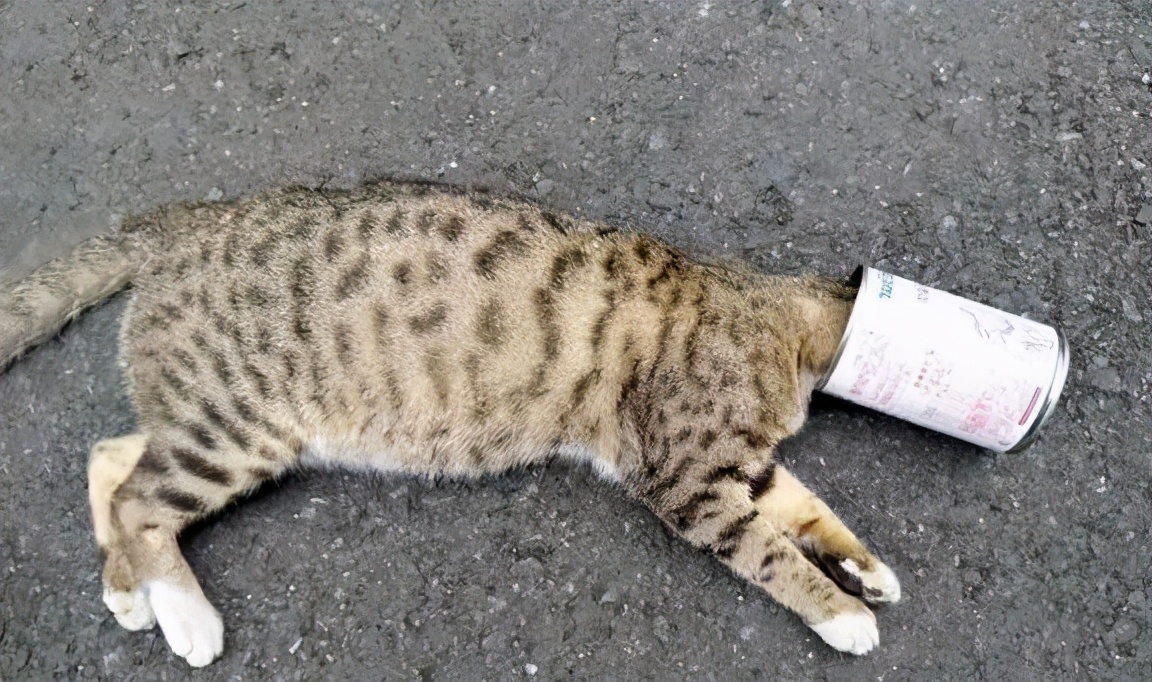 养猫咪的5大隐性危害宠物猫,养猫咪的5大隐形危害宠物猫