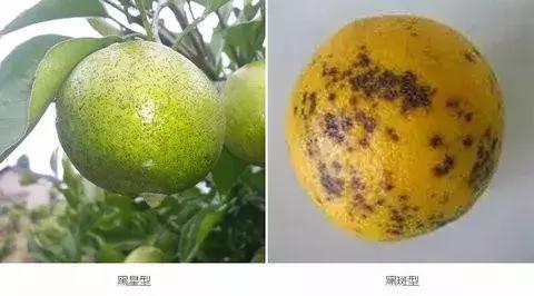 柑橘落果病害图谱大全,柑橘树的果树病害图谱