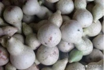 文玩葫芦的斑点如何处理,文玩葫芦晾晒多长时间才能上色