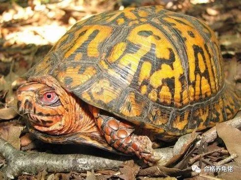 从环境上根治龟的腐皮(为CHOOSING林仔更新)