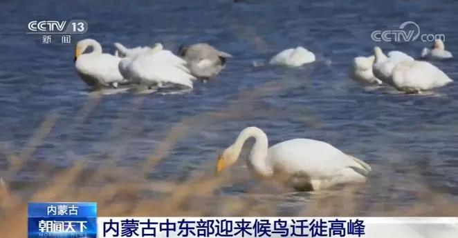 候鸟迁徙的纪录片央视,中国候鸟迁徙视频