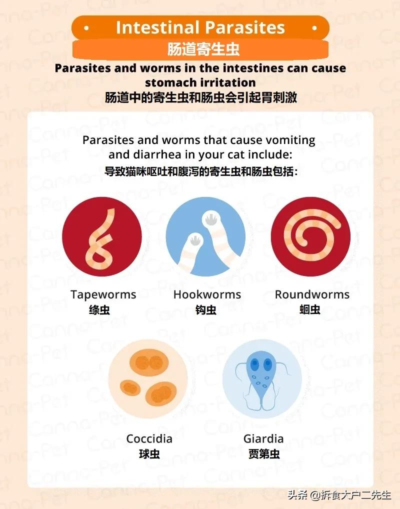 猫咪呕吐没消化的猫粮怎么办,go九种肉猫粮猫什么阶段能吃