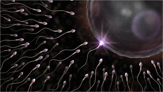 什么决定胎儿性别,药物能决定胎儿的性别吗