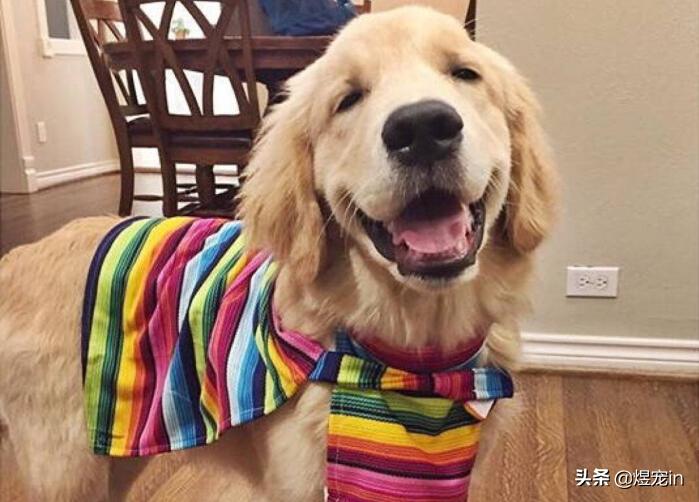 犬种智商,犬种智商排名第一名金毛