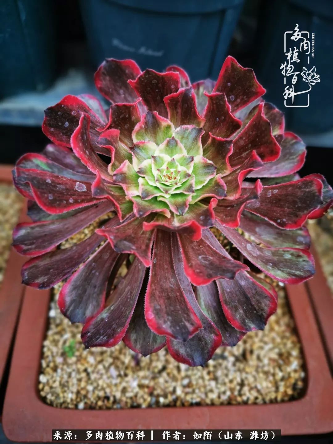 凤凰涅槃，浴火重生！多肉法师圣斗士们的秋天！（附养护经验）