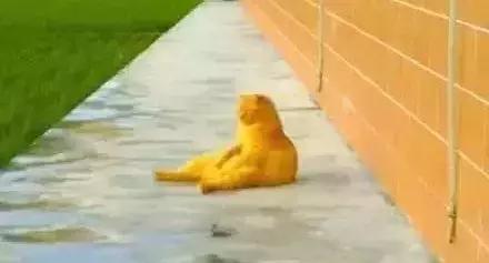 猫圈一定是魔咒吗,猫圈玄学黑猫