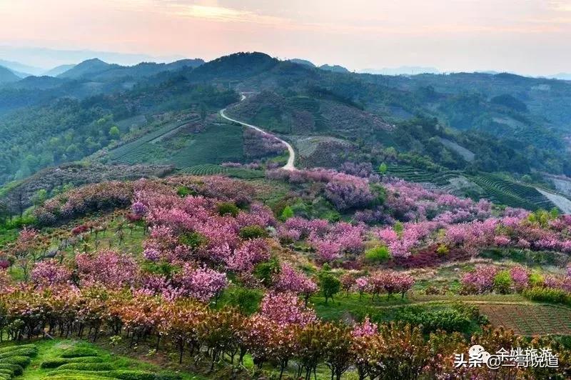 浙江看日本樱花最佳地方,浙江赏樱花最佳地排行榜
