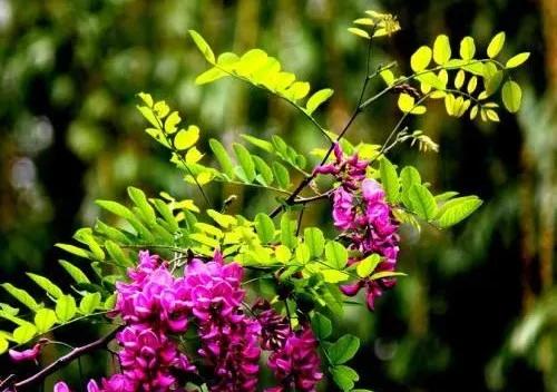 盐碱地怎么治理才能长出植物,盐碱地土地综合整治工程问题