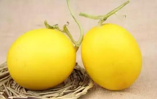如何挑选又甜又好的黄香瓜,教你怎样挑出香甜可口的香瓜