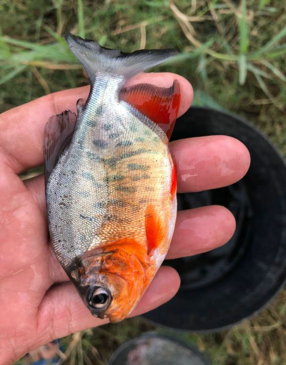 食人鱼咬死甲鱼事件,食人鱼钓鲶鱼视频