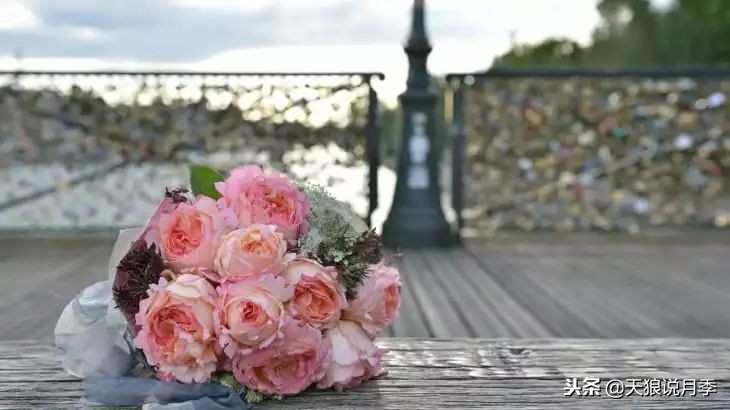 最好看的多种月季,浪漫迷人的月季