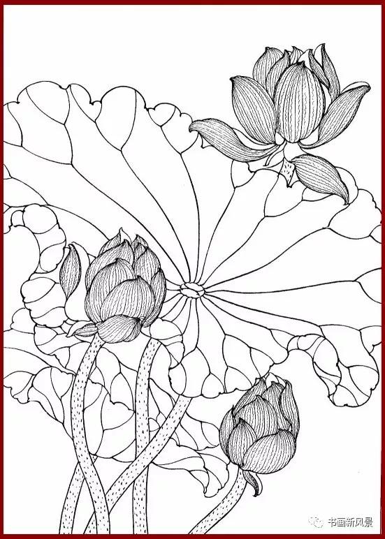 工笔白描简单荷花视频教程,工笔荷花的各种形态白描稿