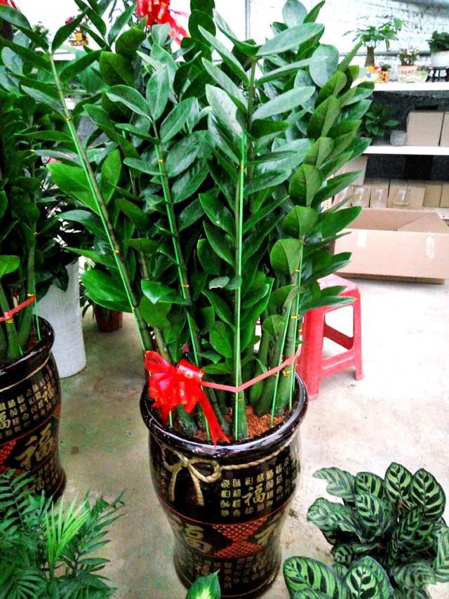 室内可以养的十大吉祥花,最好养的吉祥花有哪些