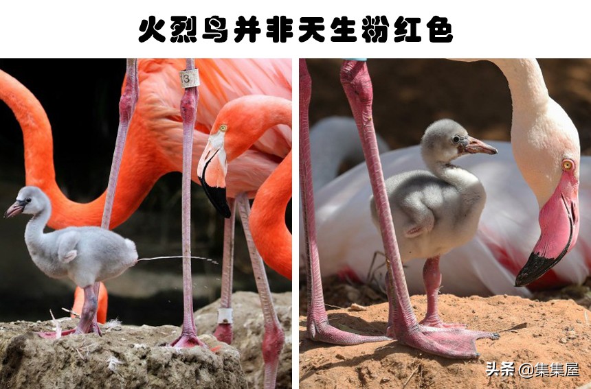 来自动物世界的22个有趣事实,动物世界中有什么有趣的现象