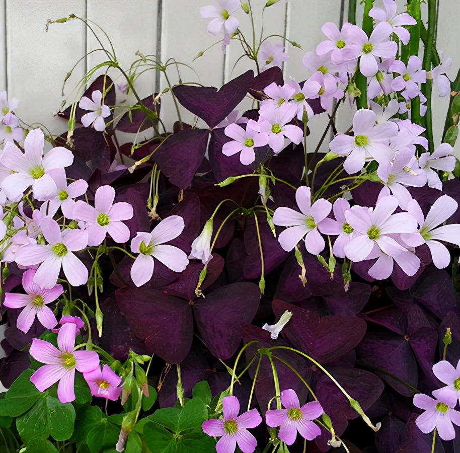 好看又好养的盆花,人养花也养人