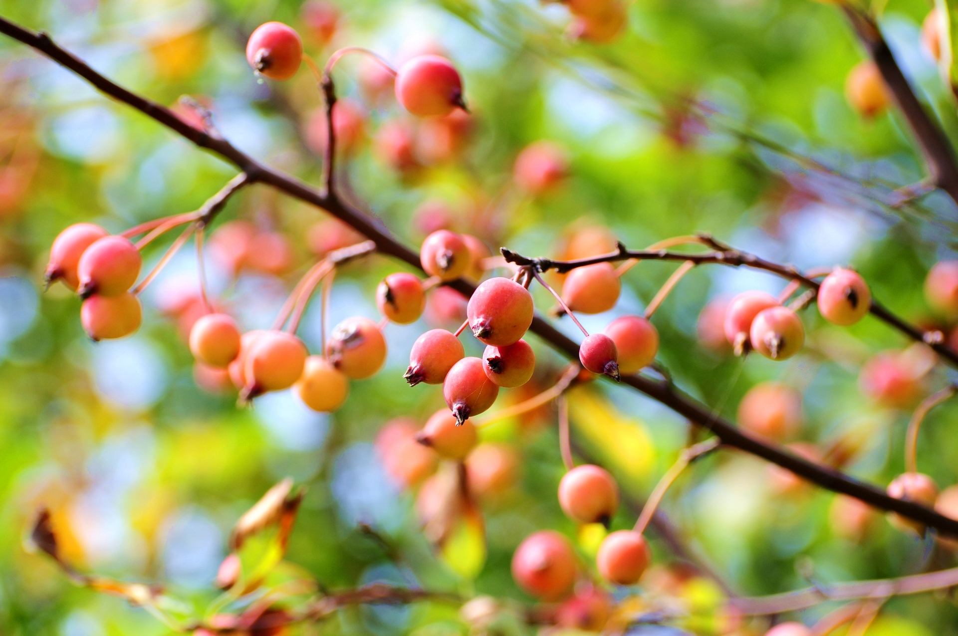 二十四节气之立秋手抄报,二十四节气之立秋茅台