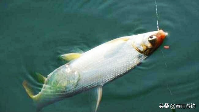 黄尾鲴鱼窝料推荐,钓黄鲴鱼用什么饵料