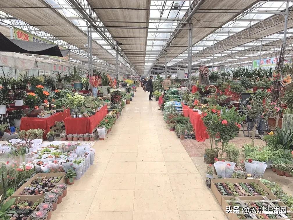 2元花盆批发,2元左右的花盆