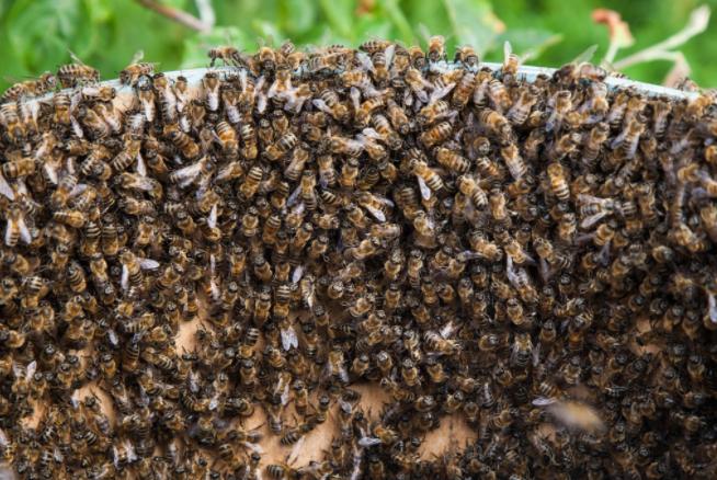 中蜂强行人工分群会急造王台吗,中蜂格子箱能进行人工分群吗