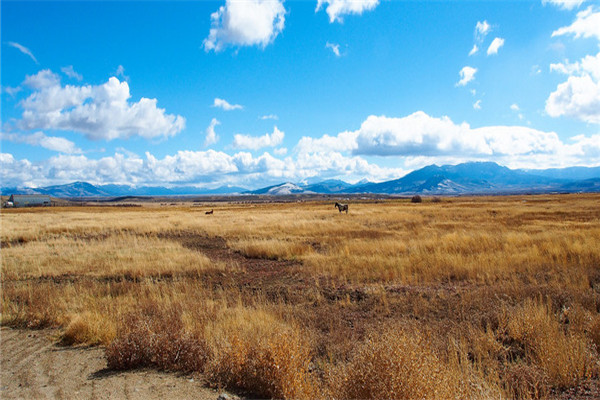 200亩荒山可以投资什么,农村荒山创业项目大全