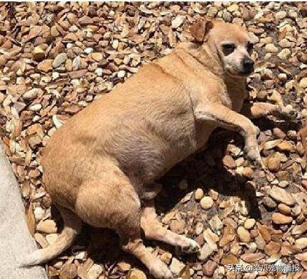 吉娃娃变胖之后有多可爱,吉娃娃十斤胖不胖