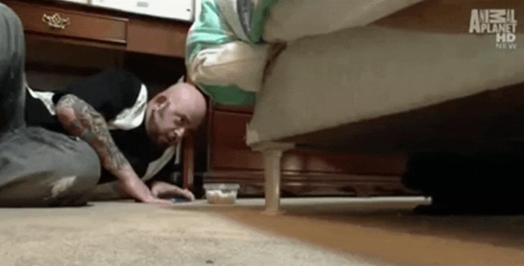 猫为什么总凶别人,猫为什么凶新来家的小猫