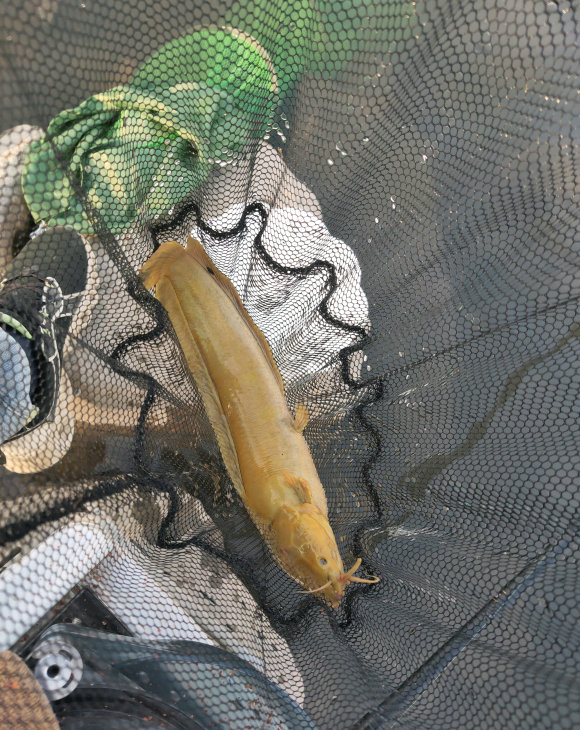 钓获大量塘角鱼图片,钓水库野生塘角鱼