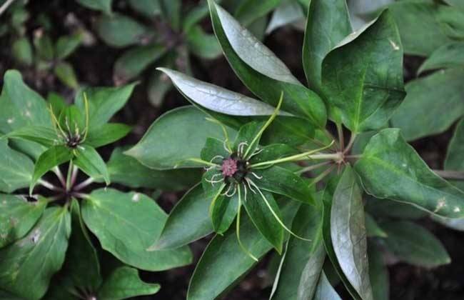 重楼林下种植亩产量多少公斤,林下种植重楼一亩地要多少种苗