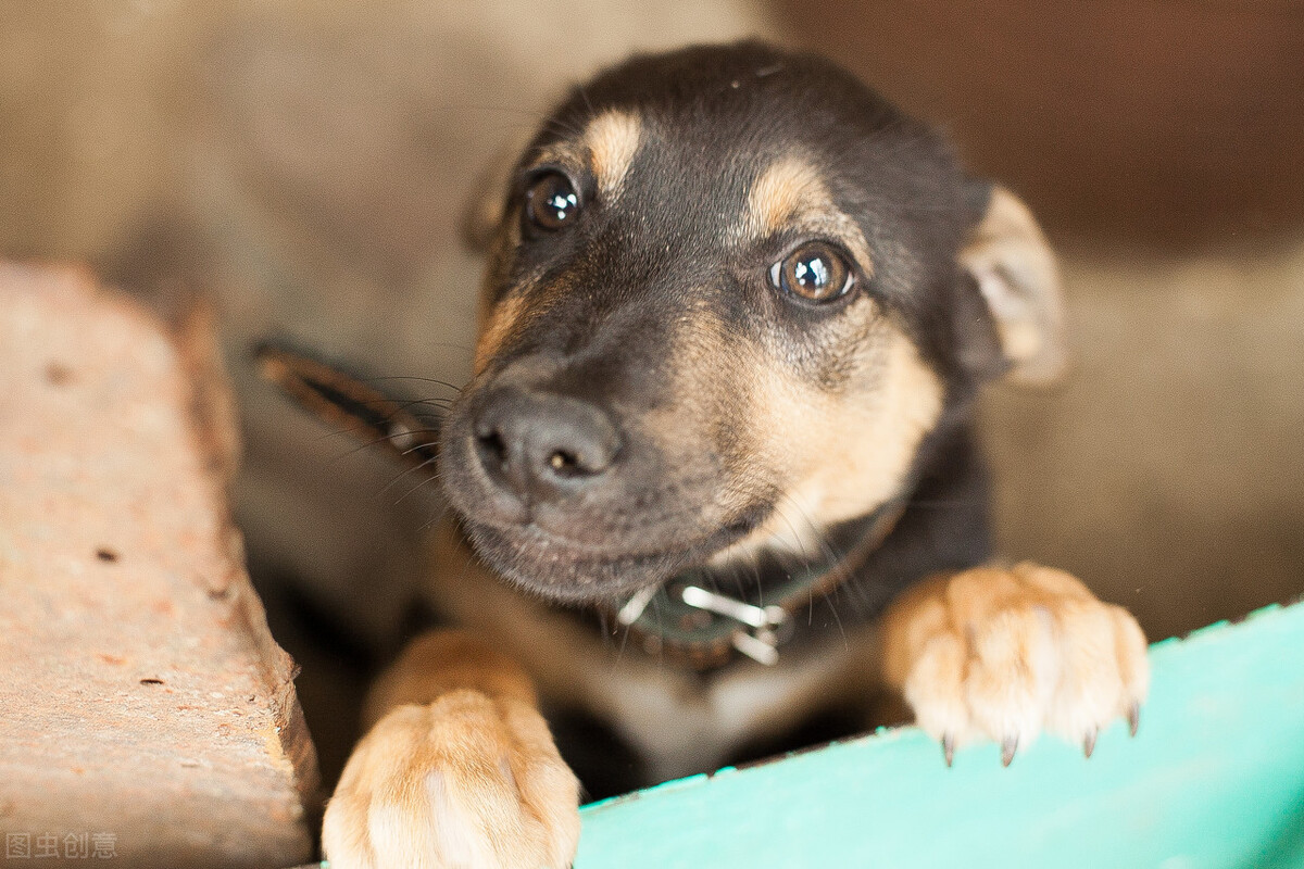 宠物怎么单独航空托运,宠物航空托运全攻略