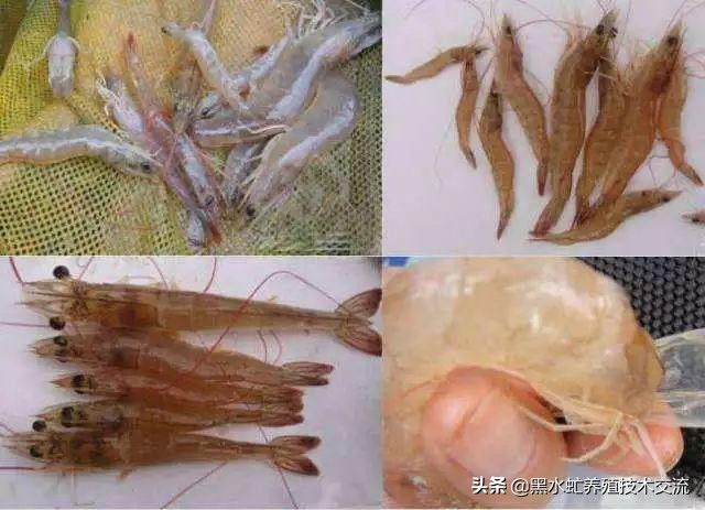 茶话谈：虾“红体”来袭，您做好措施了吗？