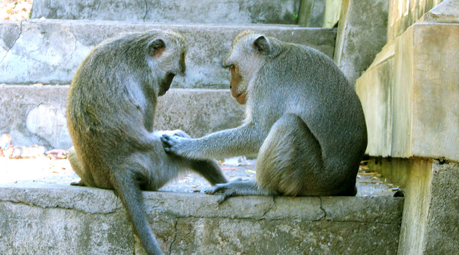 巴厘岛海神庙是哪个宗教,巴厘岛海神庙景点在哪里
